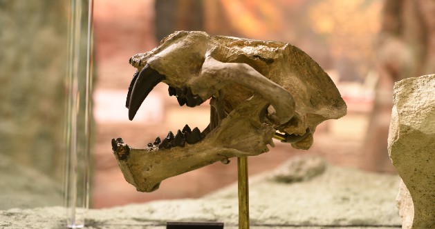 Thomas Condon Visitor Center fossil exhibit