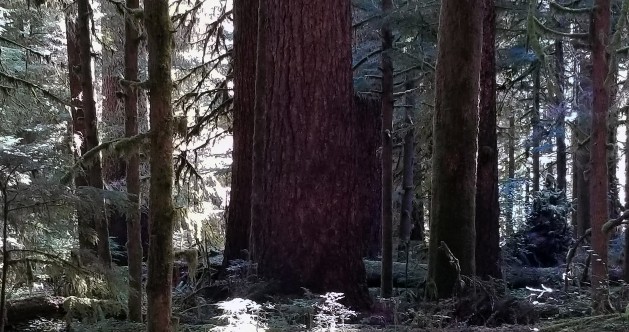 Valley of the Giants
